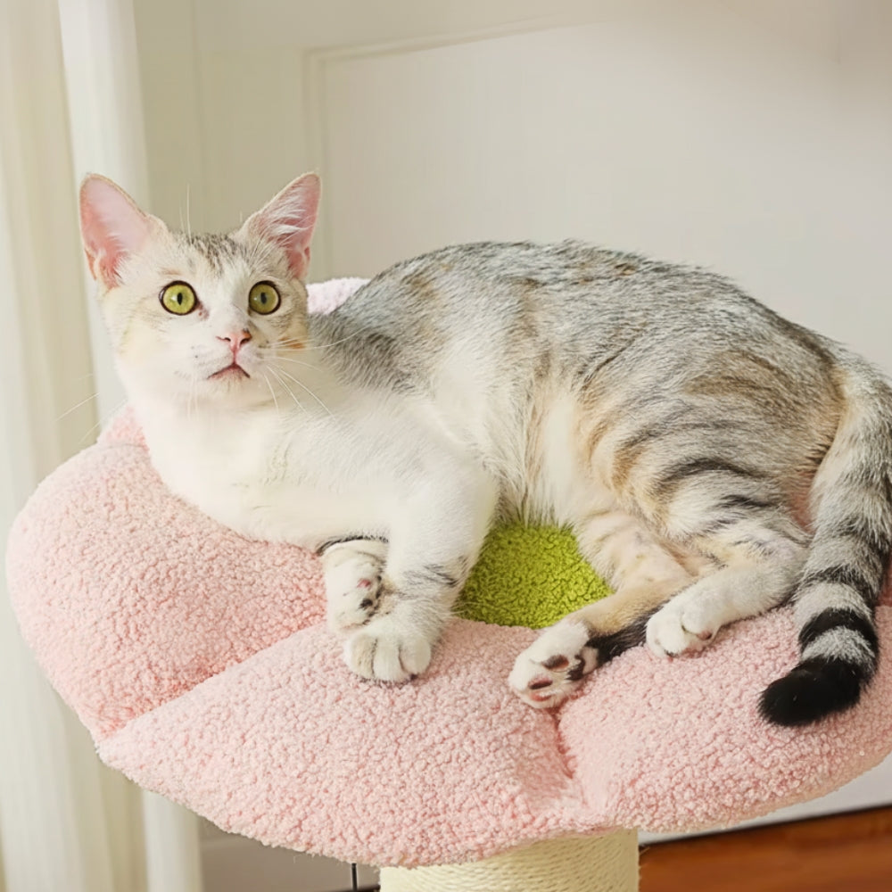 Arbre À Chat - Frimousse