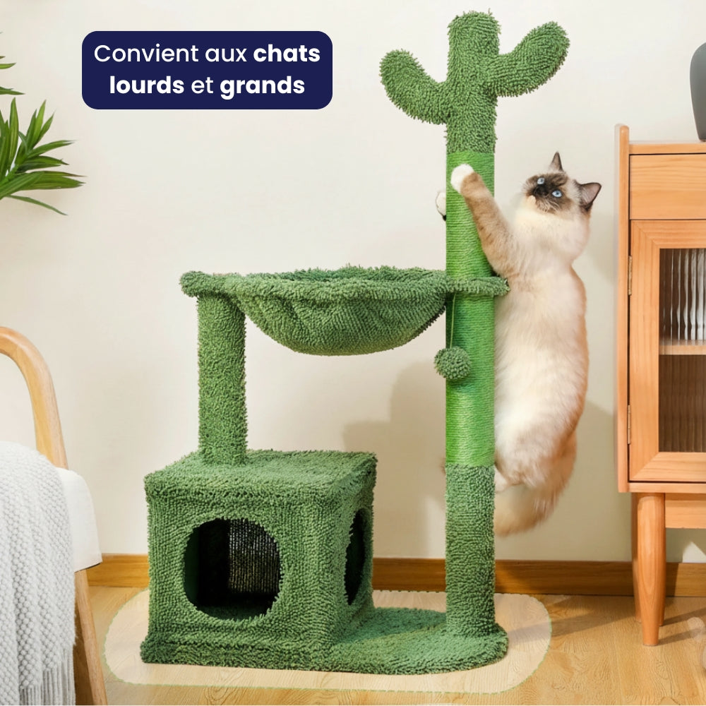 Arbre À Chat - Eddy