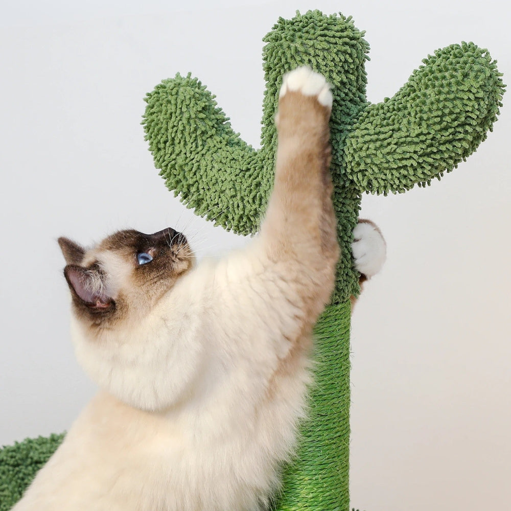 Arbre À Chat - Eddy