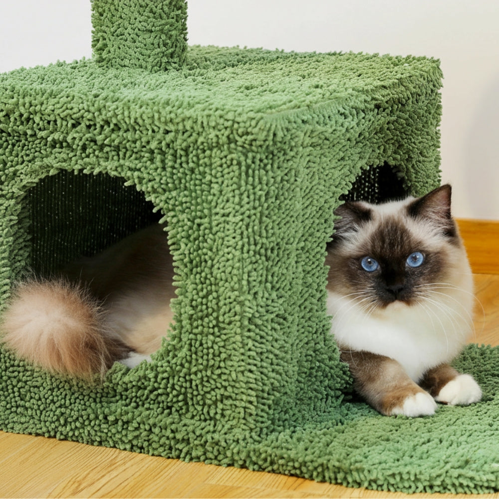 Arbre À Chat - Eddy