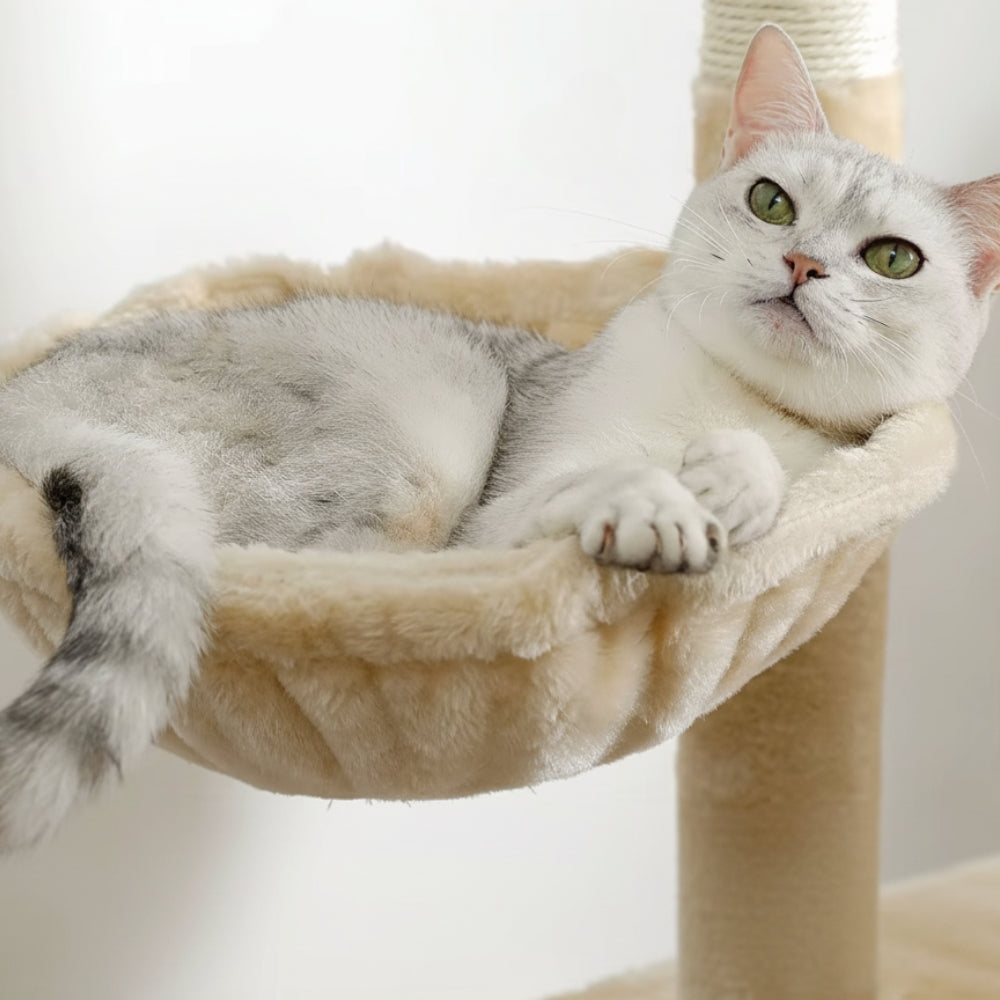 Arbre À Chat - Willow