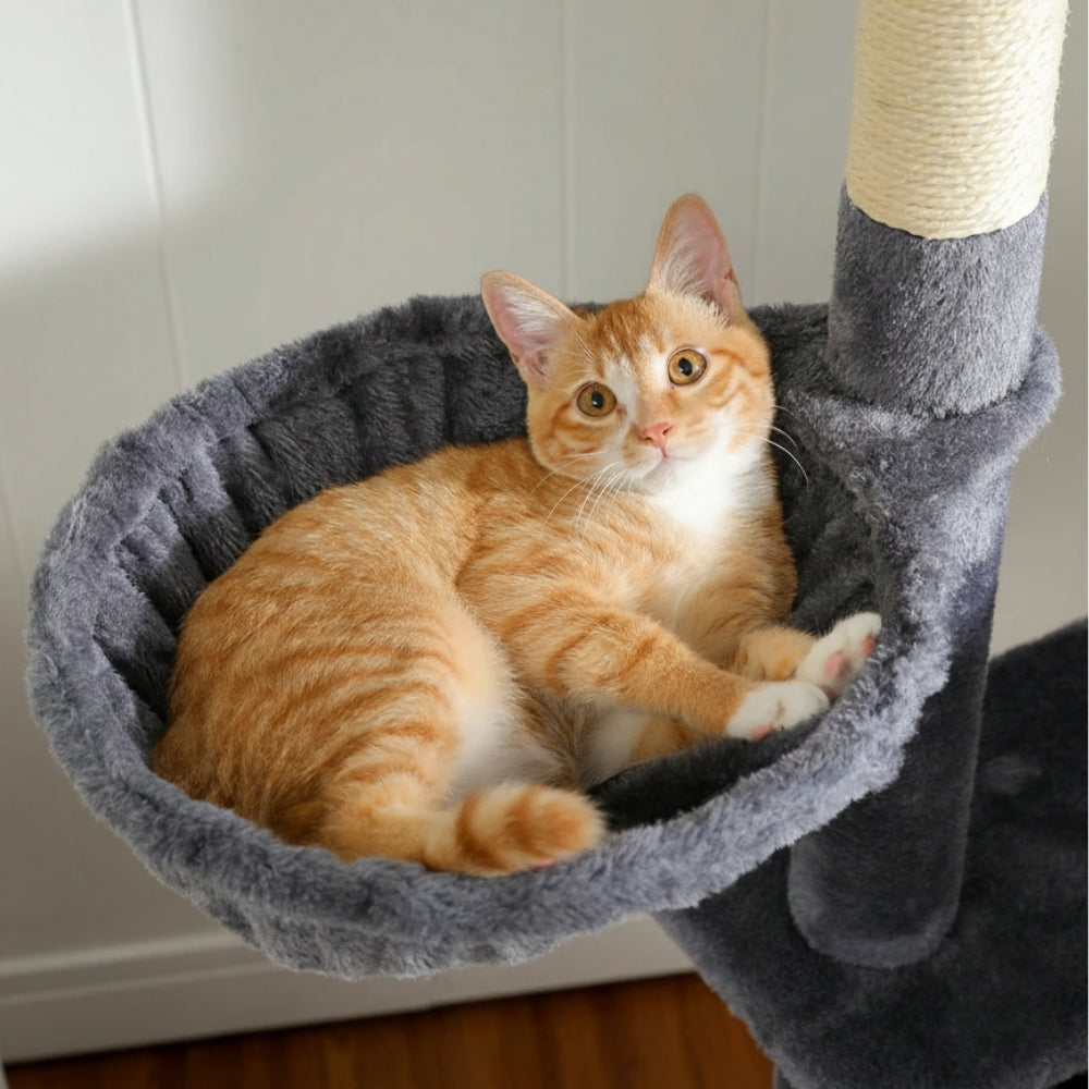 Arbre À Chat - Willow