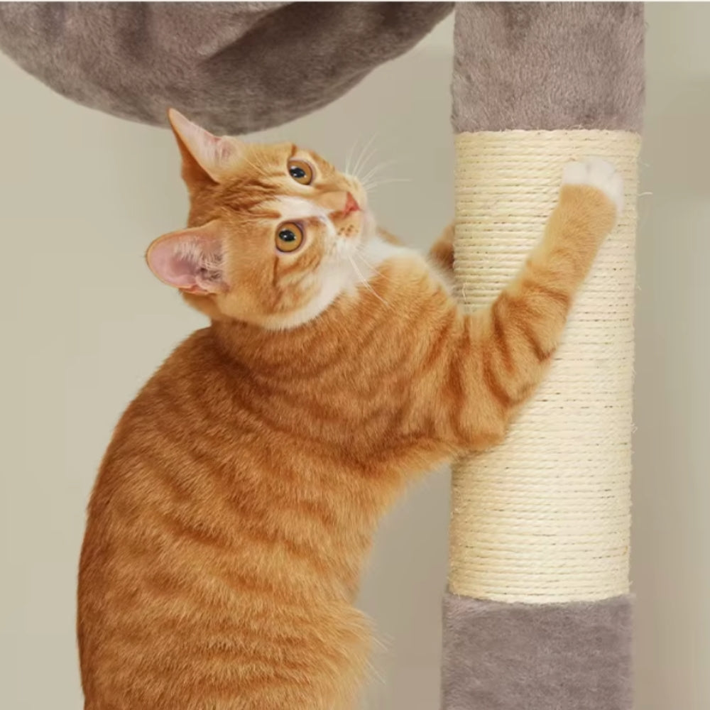 Arbre À Chat - Alex