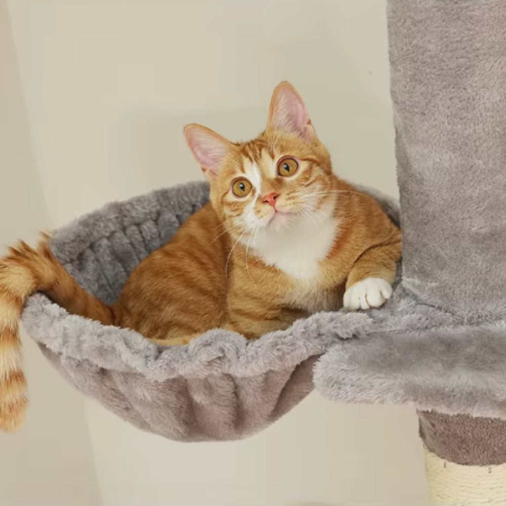 Arbre À Chat - Alex