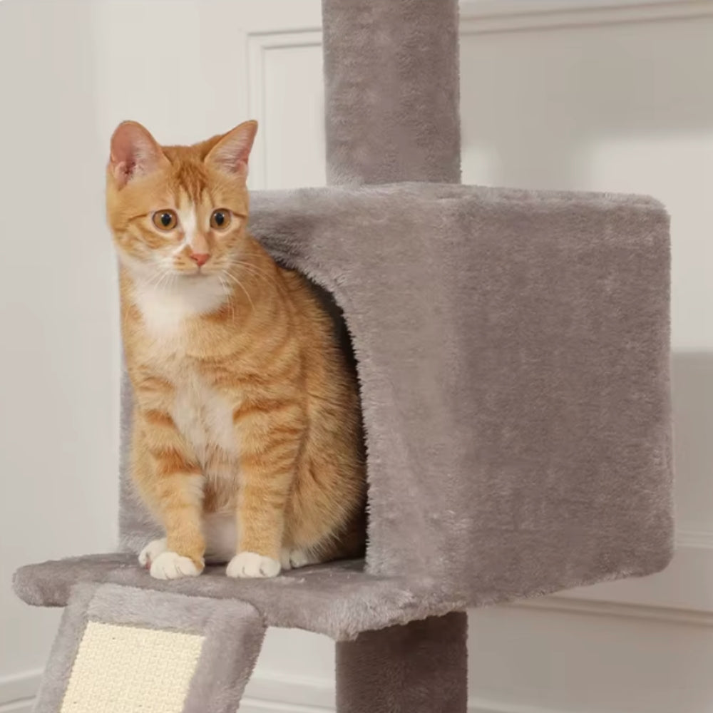 Arbre À Chat - Alex