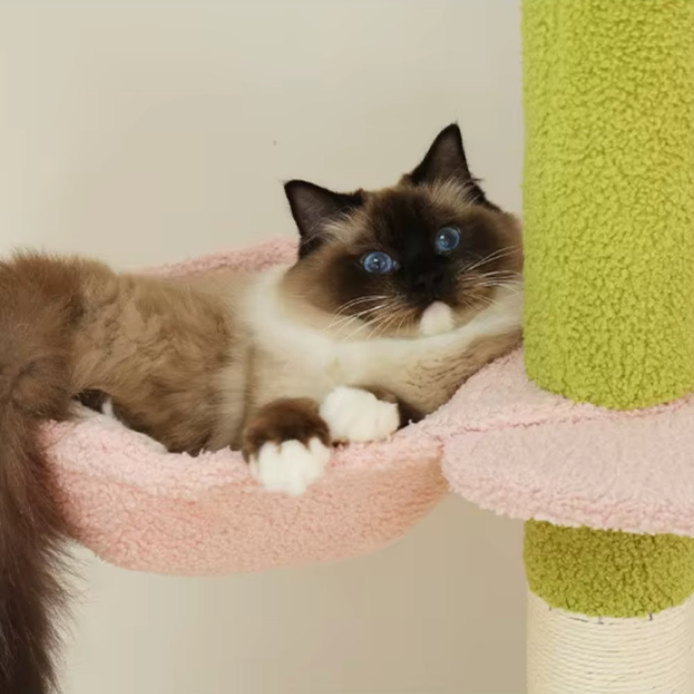 Arbre À Chat - Alex