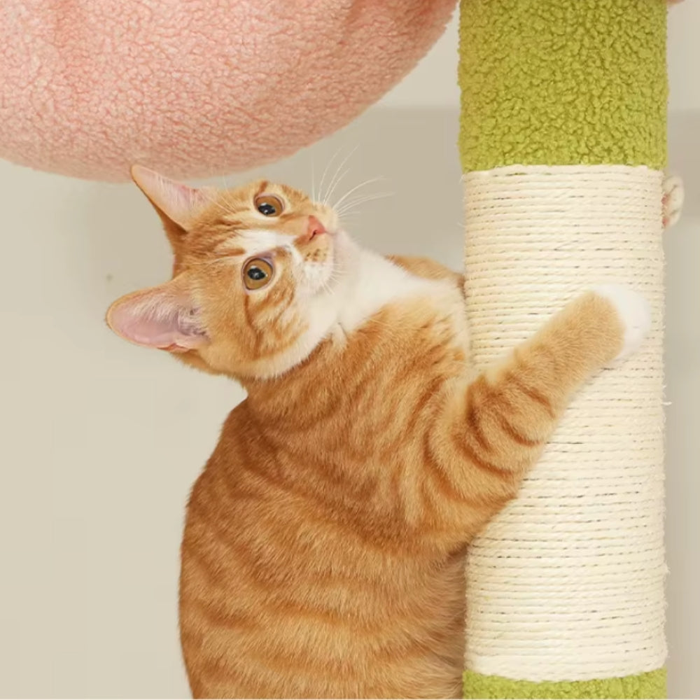 Arbre À Chat - Alex