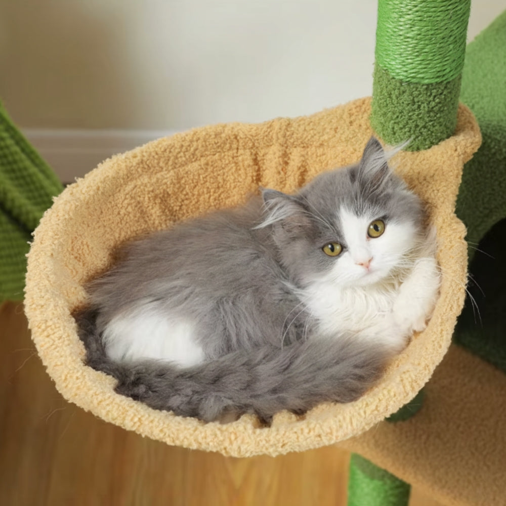 Arbre À Chat - Olive