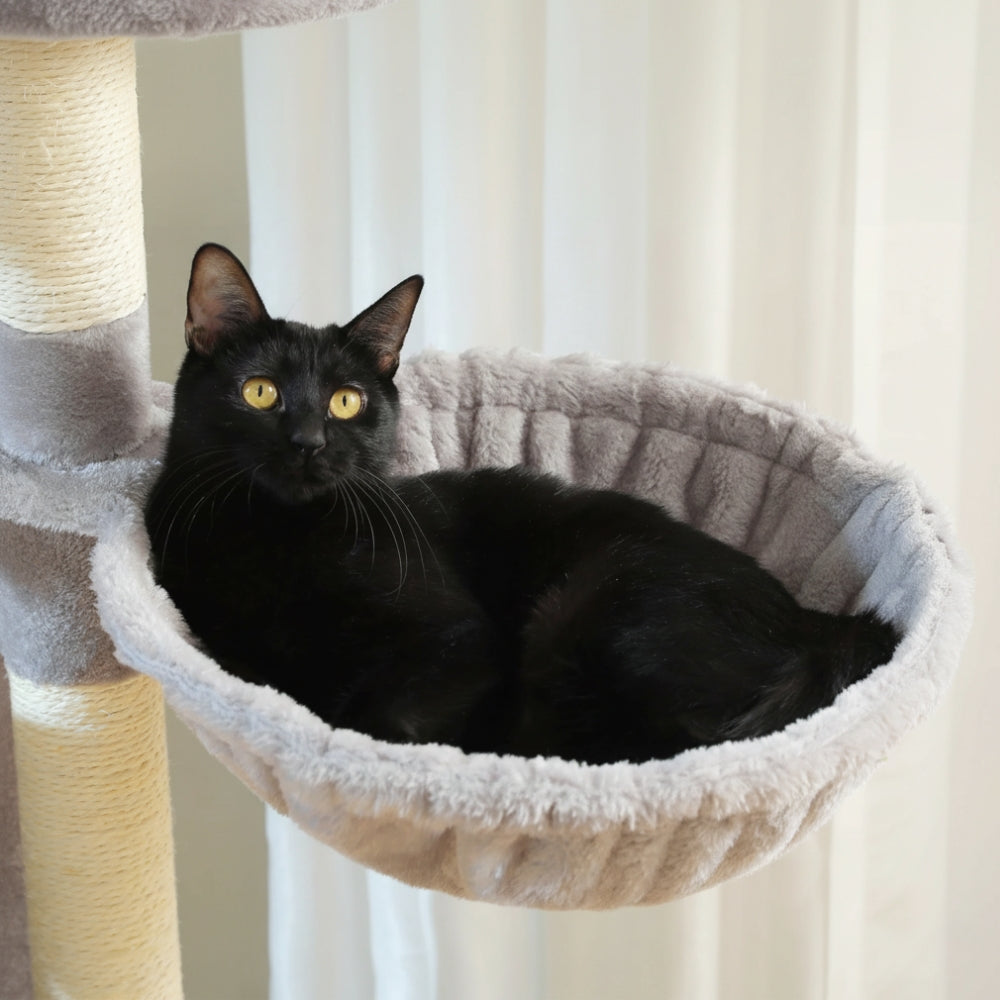 Arbre À Chat - Shadow