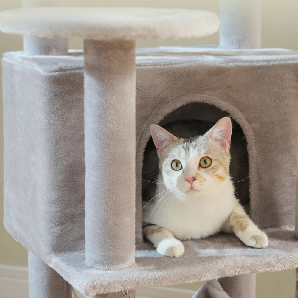 Arbre À Chat - Shadow