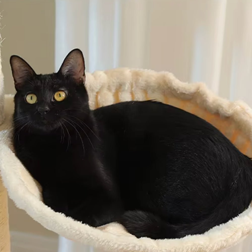 Arbre À Chat - Shadow