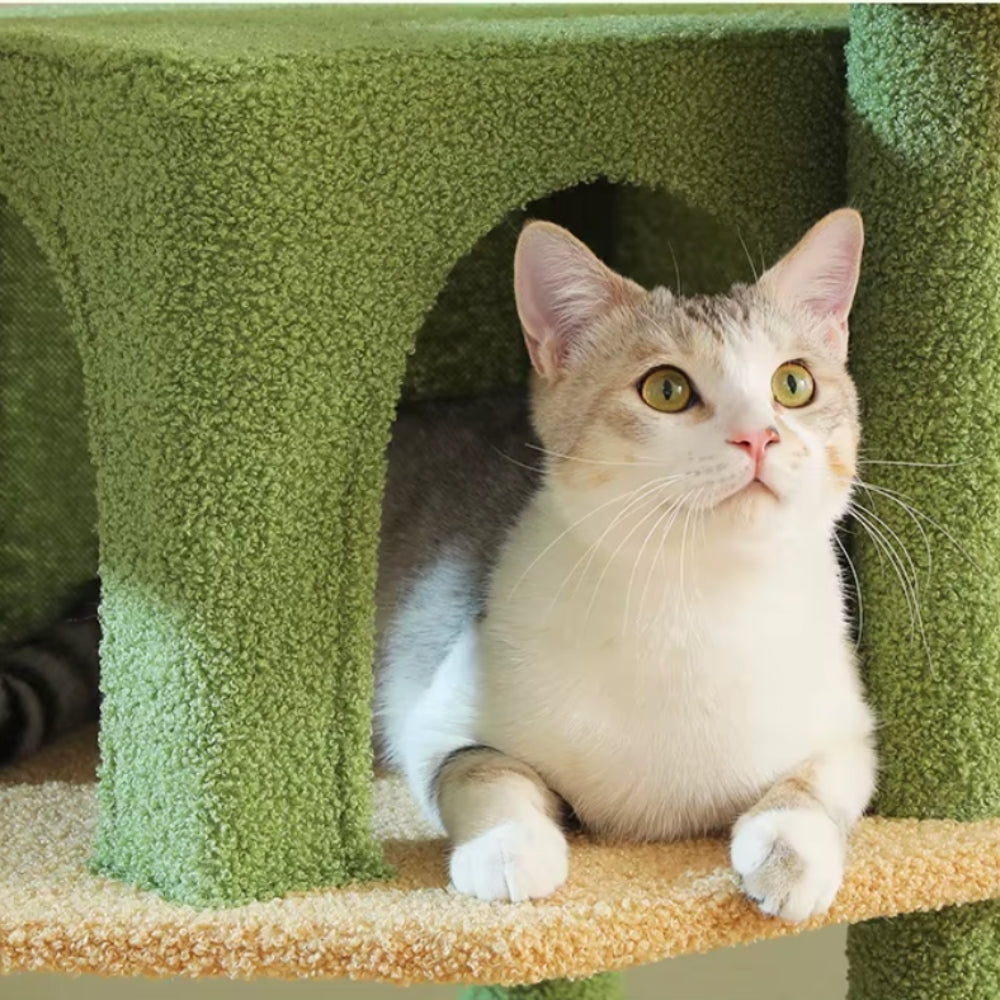 Arbre À Chat - Shadow