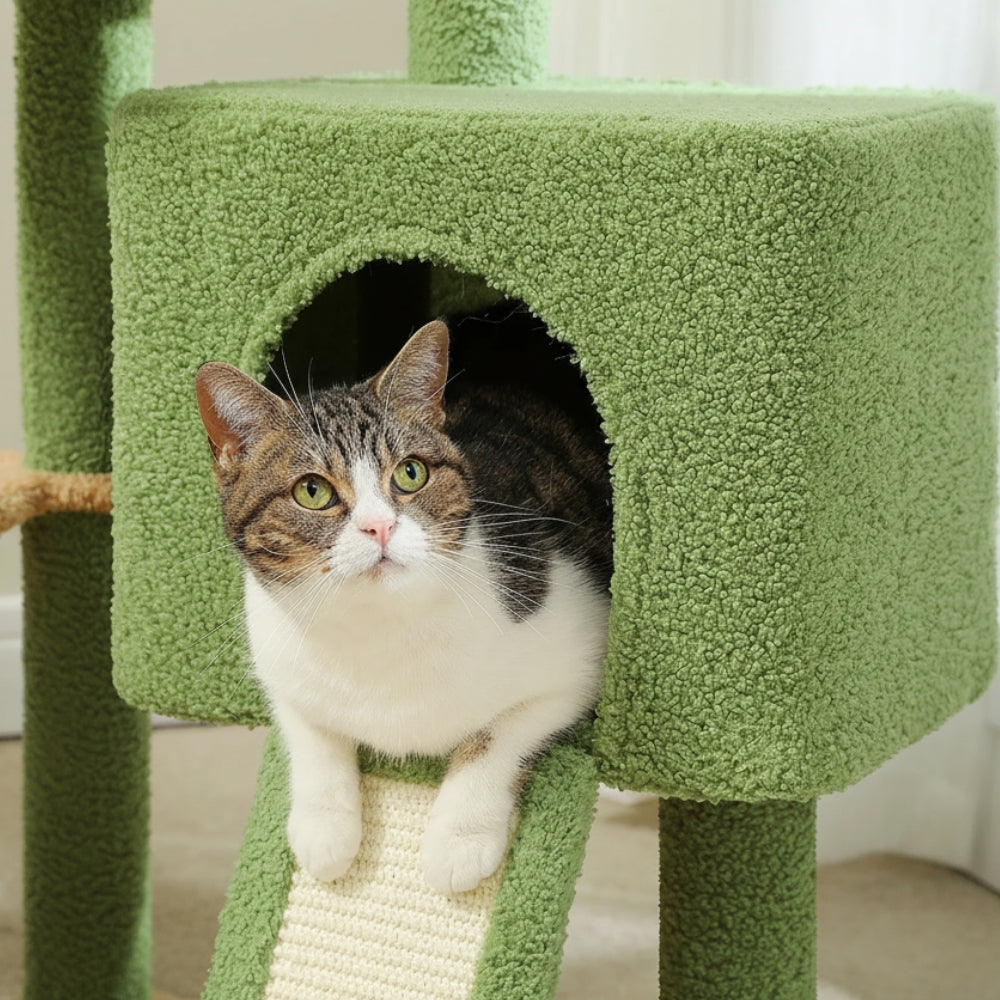 Arbre À Chat - Paddy