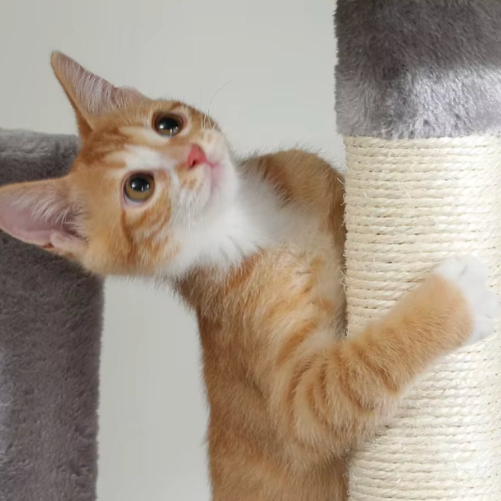 Arbre À Chat - Athéna