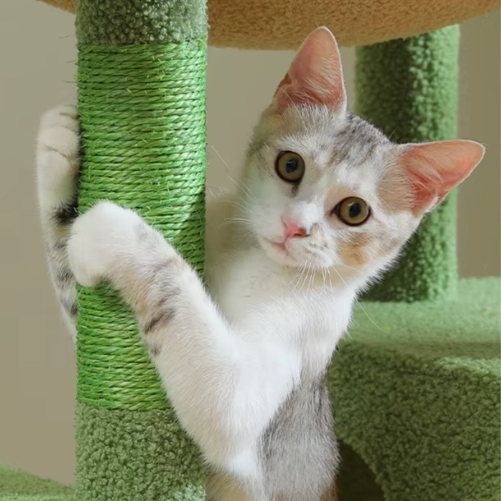 Arbre À Chat - Athéna