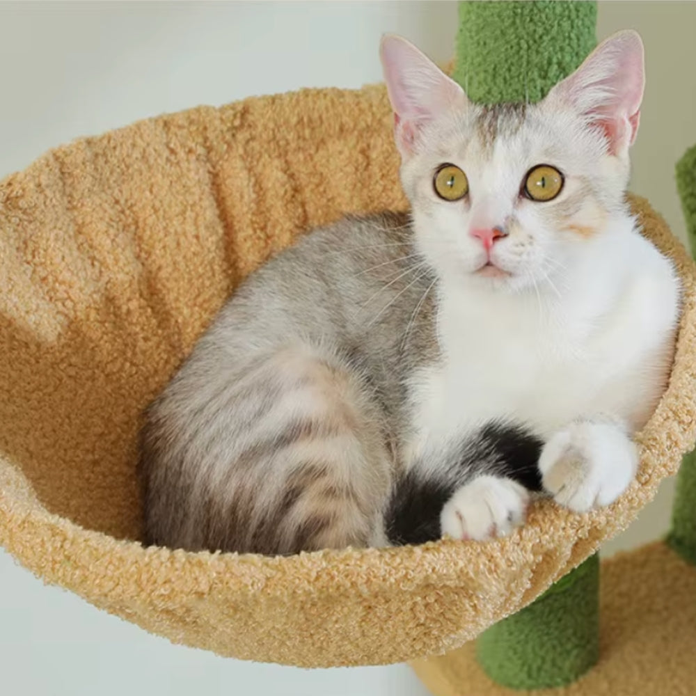 Arbre À Chat - Athéna