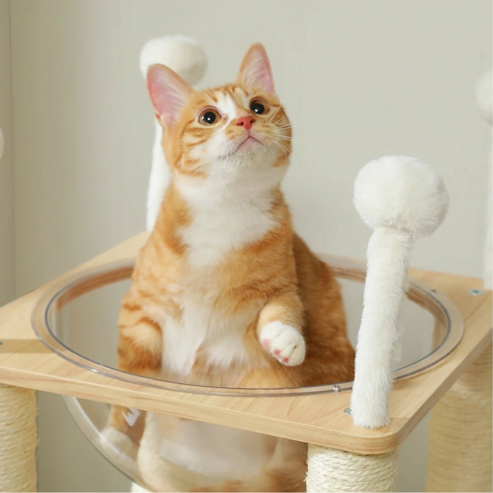 Arbre À Chat - June