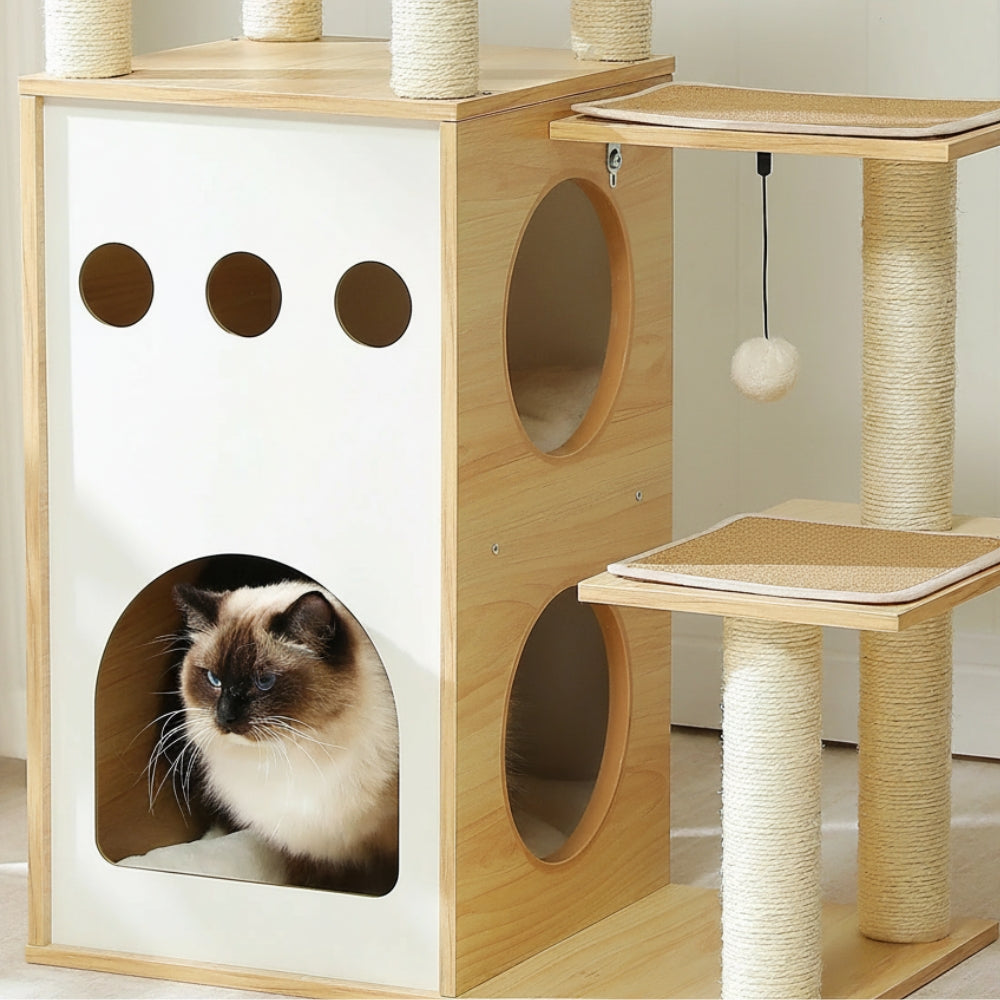 Arbre À Chat - June