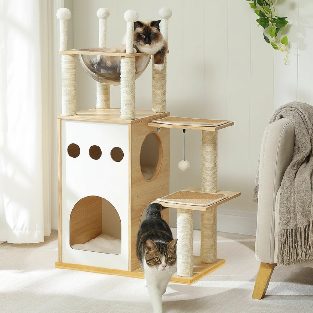 Arbre À Chat - June