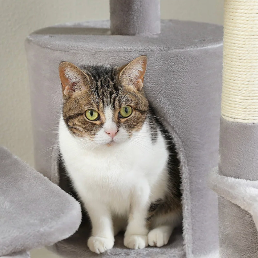 Arbre À Chat - Zouzou