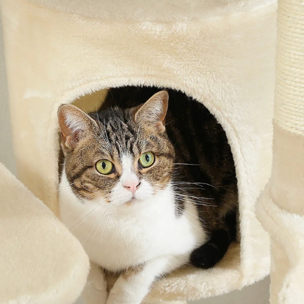 Arbre À Chat - Zouzou