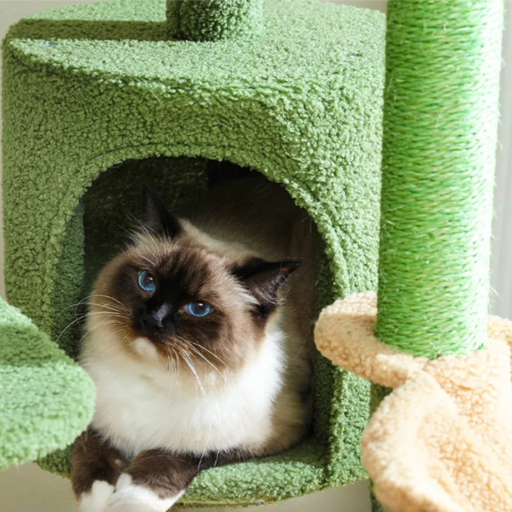 Arbre À Chat - Zouzou