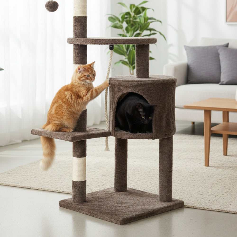 Arbre à Chat - Brownie