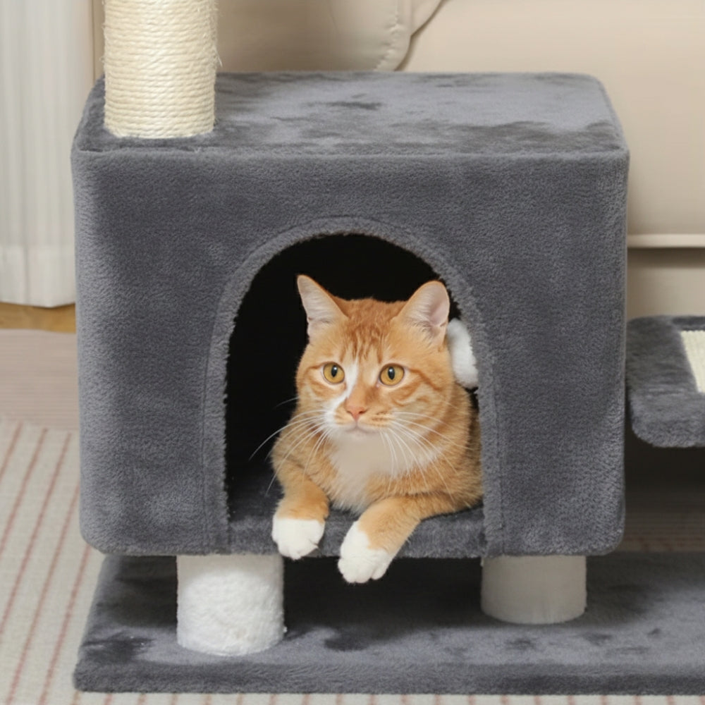 Arbre À Chat - Soleil