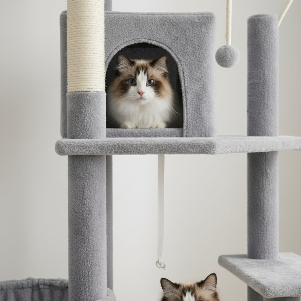 Arbre À Chat - Azur