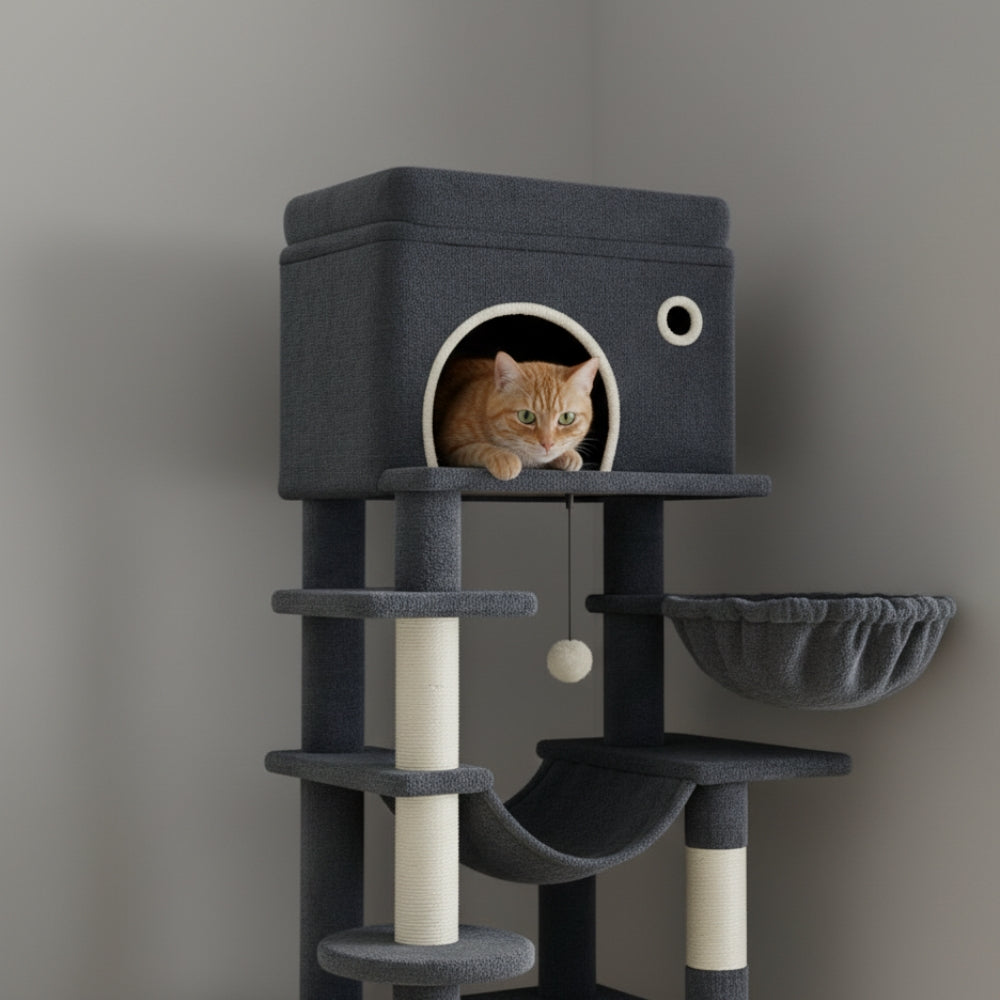 Arbre À Chat - Manaï