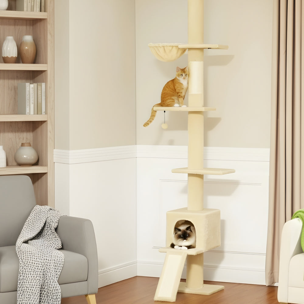 Arbre À Chat - Buddy