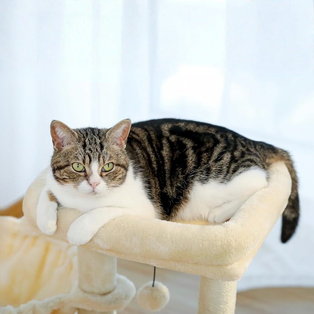 Arbre À Chat - Lucky