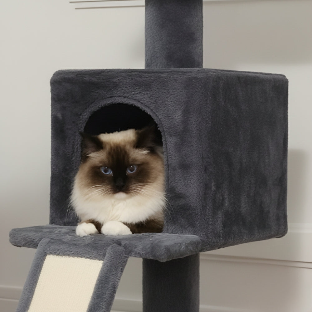 Arbre À Chat - Alex