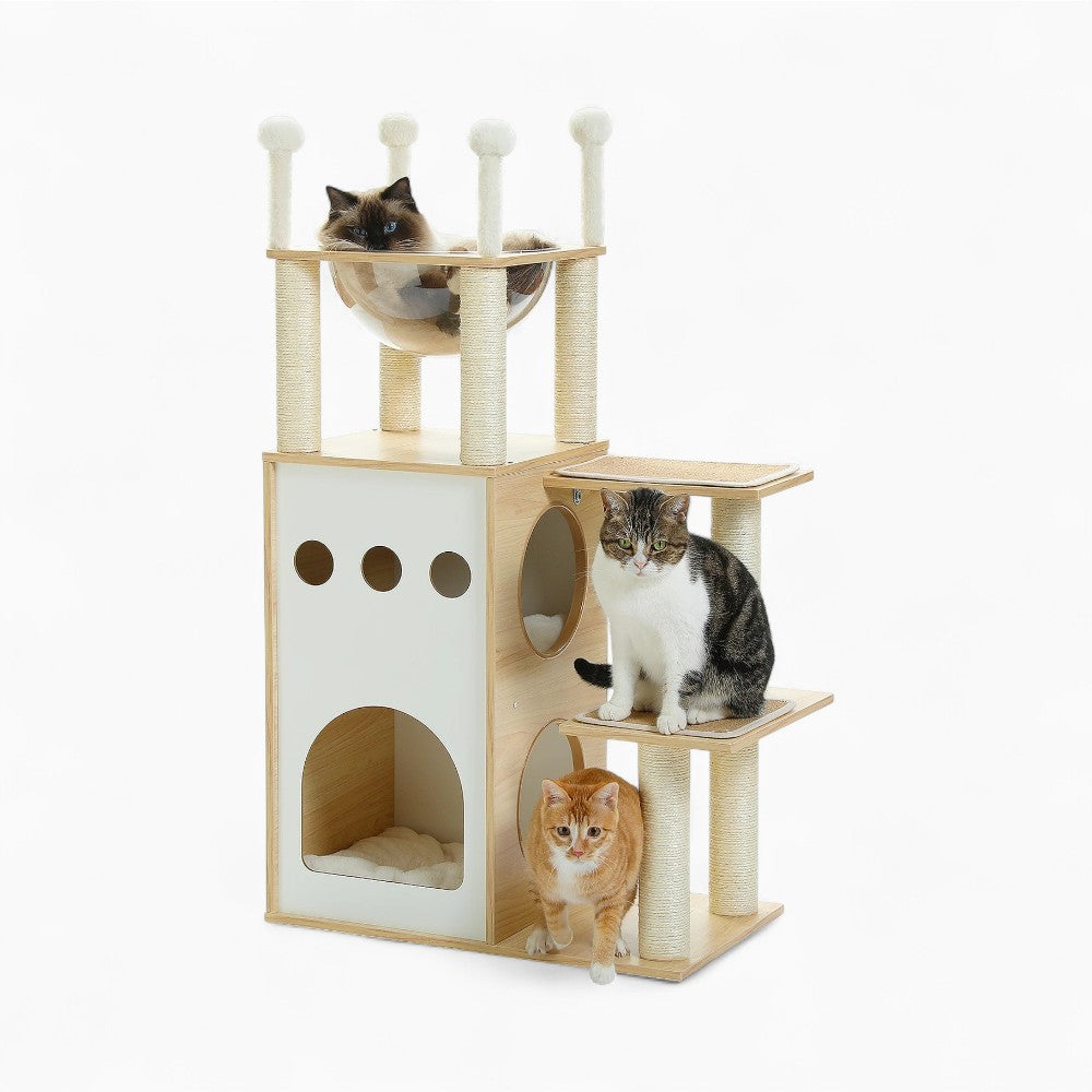 Arbre À Chat - June